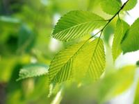 beautiful_green_leaf_8161_1024_768.jpg